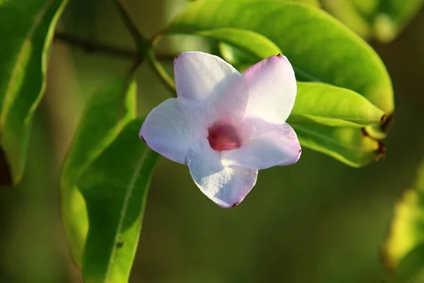 Ljusa Färgglada Blommor Stadspark Israel Januari Vintern Regnperioden Blommar Naturen — Stockfoto