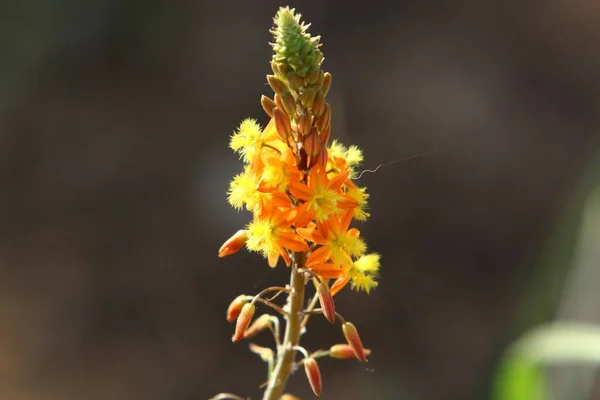 1月にイスラエルの都市公園で明るい色の花を咲かせます 雨季の冬には自然が開花します — ストック写真