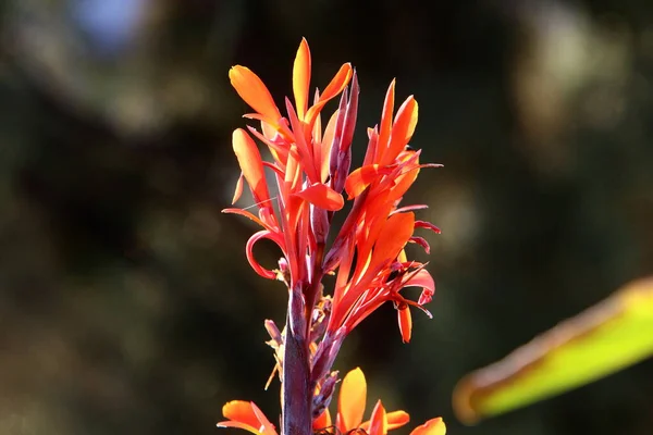 1月にイスラエルの都市公園で明るい色の花を咲かせます 雨季の冬には自然が開花します — ストック写真