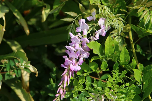 Luminosi Fiori Colorati Parco Cittadino Israele Nel Mese Gennaio Inverno — Foto Stock