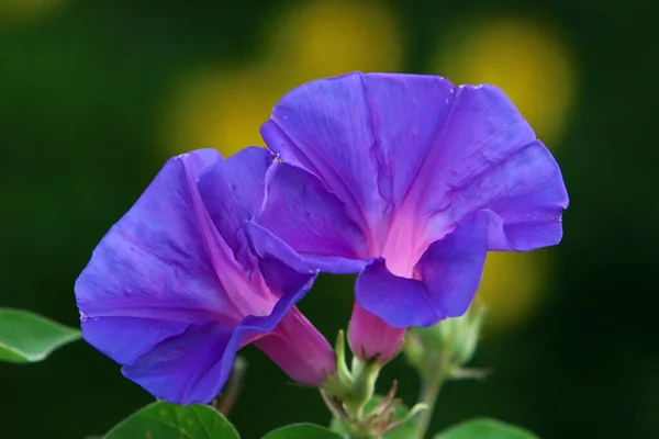 Heldere Kleurrijke Bloemen Een Stadspark Israël Januari Winter Het Regenseizoen — Stockfoto