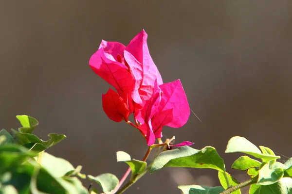 Jasne Kolorowe Kwiaty Parku Miejskim Izraelu Styczniu Zimą Porze Deszczowej — Zdjęcie stockowe