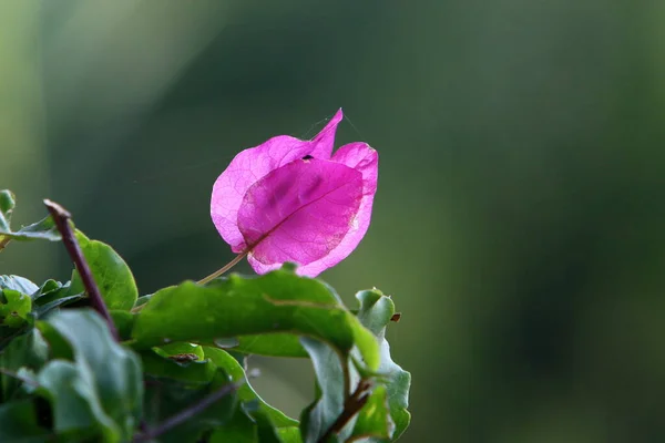 Bright Colorful Flowers City Park Israel January Winter Rainy Season — Stock Photo, Image