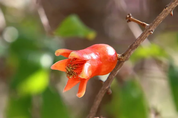 Heldere Kleurrijke Bloemen Een Stadspark Israël Januari Winter Het Regenseizoen — Stockfoto