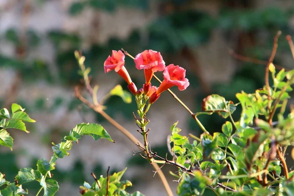 1月にイスラエルの都市公園で明るい色の花を咲かせます 雨季の冬には自然が開花します — ストック写真