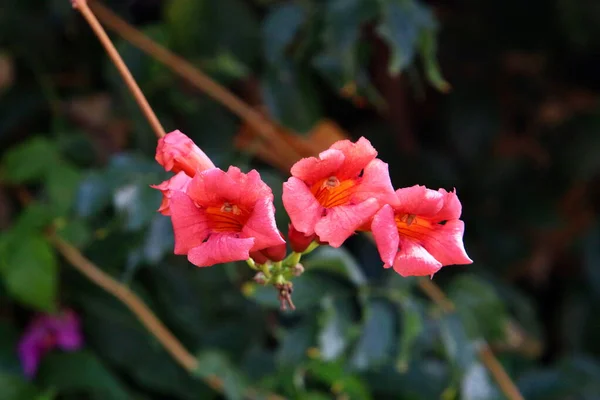 Flores Coloridas Brilhantes Parque Cidade Israel Janeiro Inverno Estação Chuvosa — Fotografia de Stock