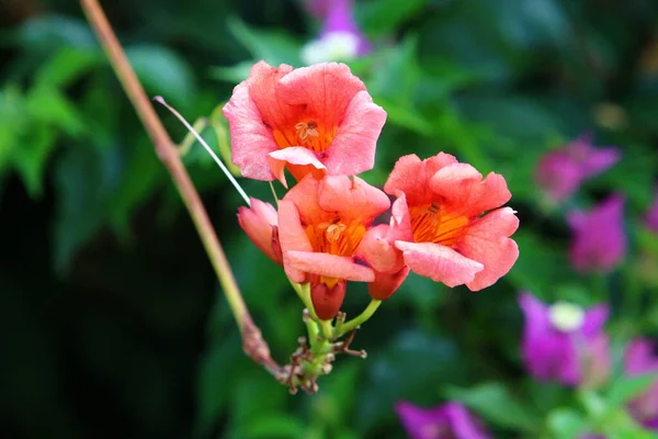 Heldere Kleurrijke Bloemen Een Stadspark Israël Januari Winter Het Regenseizoen — Stockfoto