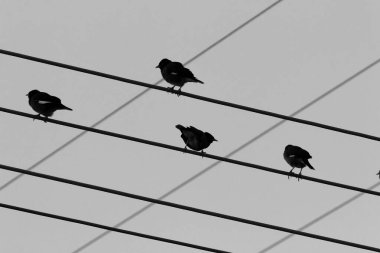 Büyük bir kuş sürüsü elektrik akımının aktığı kabloların üzerinde oturur. Siyah ve beyaz vektör resmi. 