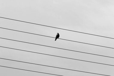 Büyük bir kuş sürüsü elektrik akımının aktığı kabloların üzerinde oturur. Siyah ve beyaz vektör resmi. 