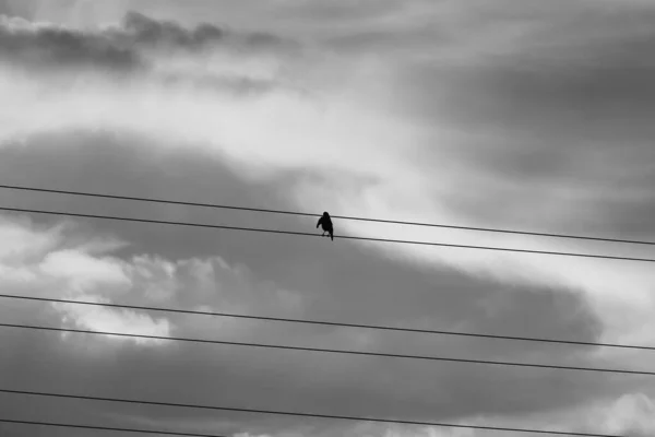 Una Gran Bandada Aves Sienta Sobre Cables Través Los Cuales — Foto de Stock