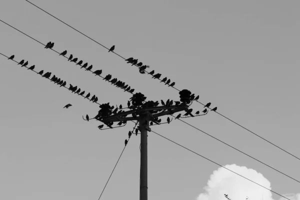 Ein Großer Vogelschwarm Sitzt Auf Drähten Durch Die Ein Elektrischer — Stockfoto