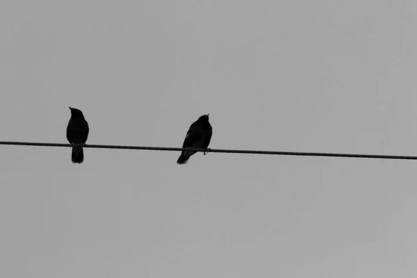 Duże Stado Ptaków Siedzi Przewodach Przez Które Przepływa Prąd Elektryczny — Zdjęcie stockowe