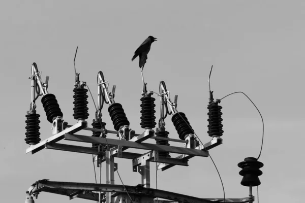 一大群鸟坐在电线上 电流通过电线流动 黑白矢量图像 — 图库照片