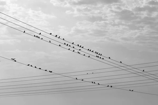 Stor Flock Fåglar Sitter Trådar Genom Vilka Elektrisk Ström Rinner — Stockfoto