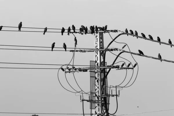 Ein Großer Vogelschwarm Sitzt Auf Drähten Durch Die Ein Elektrischer — Stockfoto