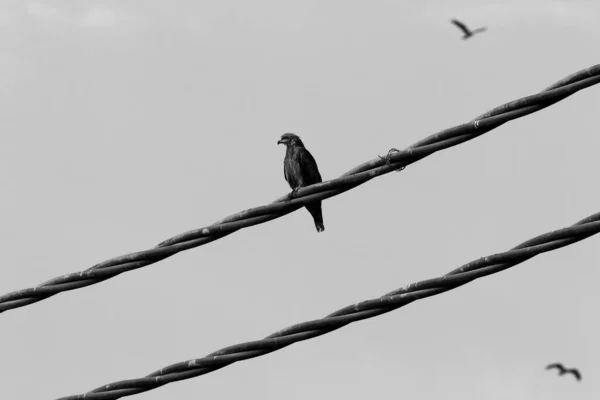 Duże Stado Ptaków Siedzi Przewodach Przez Które Przepływa Prąd Elektryczny — Zdjęcie stockowe
