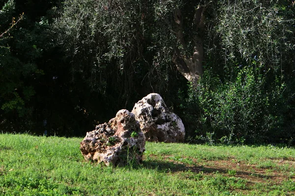 Piedras Encuentran Parque Ciudad Orillas Del Mediterráneo Norte Israel — Foto de Stock