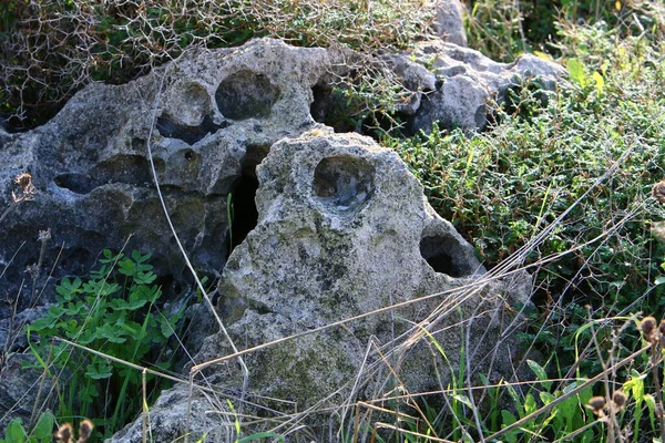Piedras Encuentran Parque Ciudad Orillas Del Mediterráneo Norte Israel —  Fotos de Stock