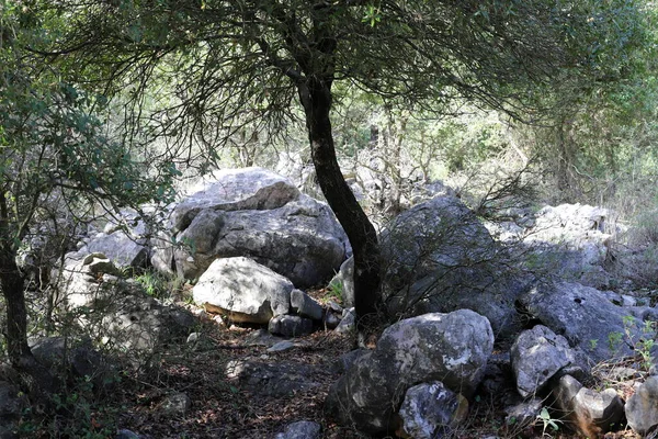 Kameny Leží Městském Parku Březích Středozemního Moře Severním Izraeli — Stock fotografie