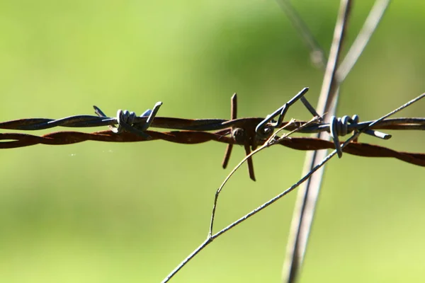 Πόδι Από Αγκαθωτό Σύρμα Και Μεταλλικό Πλέγμα Νιώστε Μοναξιά Και — Φωτογραφία Αρχείου