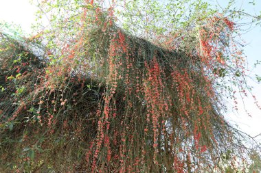 İsrail 'in kuzeyindeki bir şehir parkındaki çalılıklarda yenmeyen yabani meyveler. 