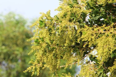 İsrail 'in kuzeyindeki bir şehir parkındaki çalılıklarda yenmeyen yabani meyveler. 