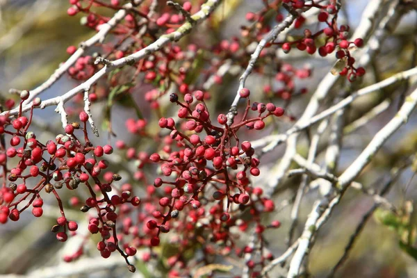 Wilde Ungenießbare Beeren Auf Buschwerken Einem Stadtpark Norden Israels — Stockfoto