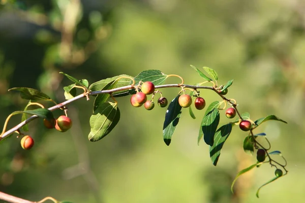 Wild Inedible Berries Bush Branches City Park Northern Israel — Stock Photo, Image