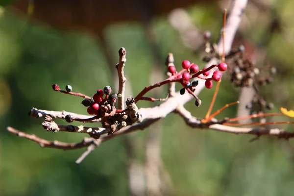 Wilde Ungenießbare Beeren Auf Buschwerken Einem Stadtpark Norden Israels — Stockfoto