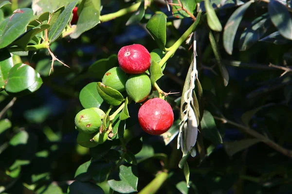 Wild Inedible Berries Bush Branches City Park Northern Israel — Stock Photo, Image