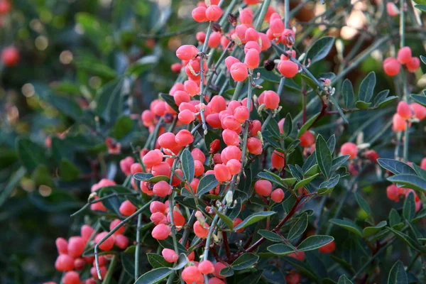 Wild Inedible Berries Bush Branches City Park Northern Israel — Stock Photo, Image