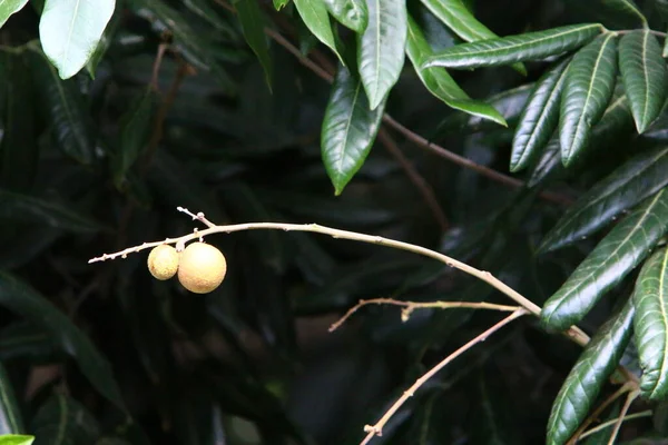 Baies Sauvages Non Comestibles Sur Les Branches Buisson Dans Parc — Photo