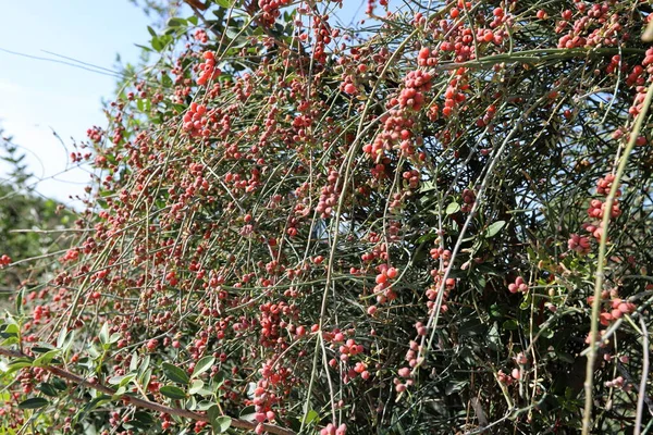 Baies Sauvages Non Comestibles Sur Les Branches Buisson Dans Parc — Photo