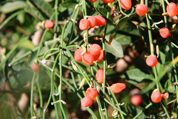 Wilde Ungenießbare Beeren Auf Buschwerken Einem Stadtpark Norden Israels — Stockfoto