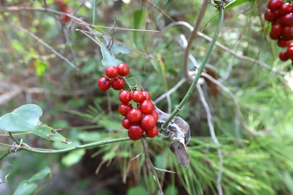 Baies Sauvages Non Comestibles Sur Les Branches Buisson Dans Parc — Photo