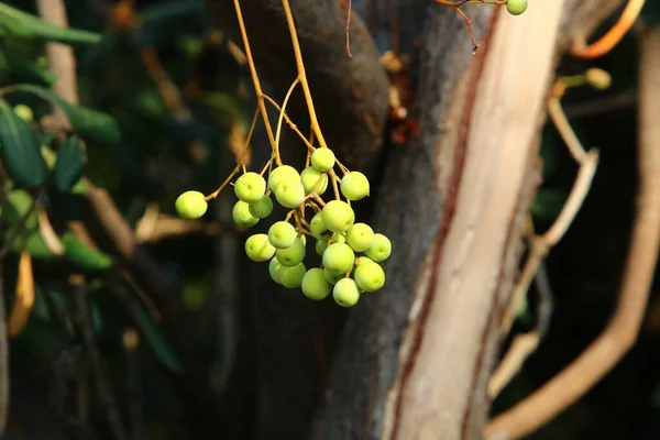 Wild Inedible Berries Bush Branches City Park Northern Israel — Stock Photo, Image