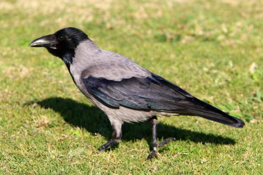 Kuzey İsrail 'deki Akdeniz' deki bir şehir parkında Büyük Başlıklı Karga 