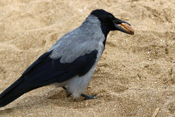 Great Hooded Crow Stadspark Vid Medelhavet Norra Israel — Stockfoto