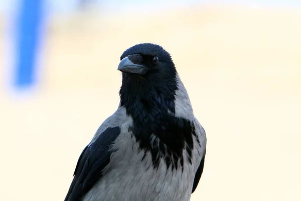 Great Hooded Crow Een Stadspark Aan Middellandse Zee Het Noorden — Stockfoto