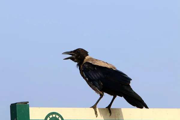 Great Hooded Crow Stadspark Vid Medelhavet Norra Israel — Stockfoto