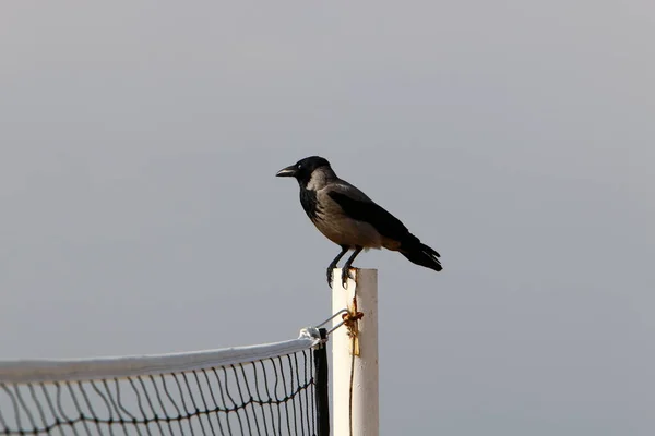 Great Hooded Crow Een Stadspark Aan Middellandse Zee Het Noorden — Stockfoto