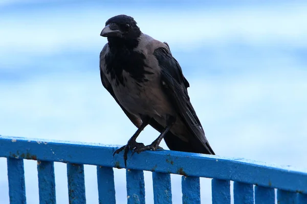 Great Hooded Crow Ένα Πάρκο Της Πόλης Στη Μεσόγειο Θάλασσα — Φωτογραφία Αρχείου