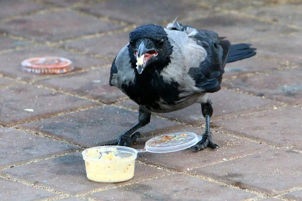 Great Hooded Crow City Park Mediterranean Sea Northern Israe — Stock Photo, Image