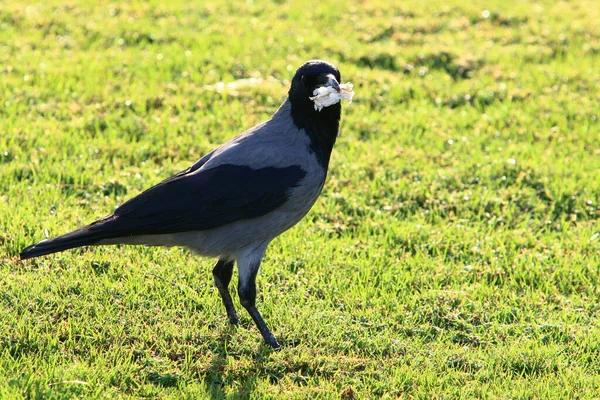 地中海北部一个城市公园里的大头乌鸦 — 图库照片