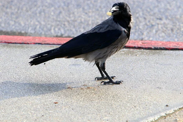 Great Hooded Crow City Park Mediterranean Sea Northern Israe — Stock Photo, Image