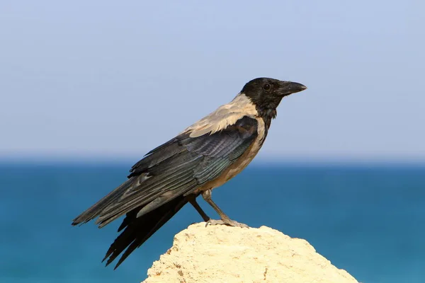 Great Hooded Crow City Park Mediterranean Sea Northern Israel — стоковое фото