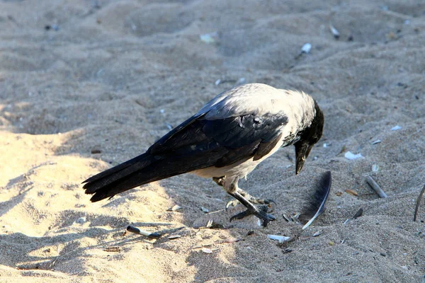 Grande Corvo Incappucciato Parco Cittadino Sul Mar Mediterraneo Nel Nord — Foto Stock