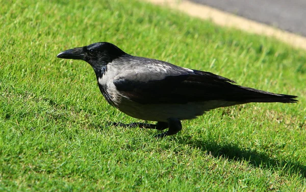 Great Hooded Crow Ένα Πάρκο Της Πόλης Στη Μεσόγειο Θάλασσα — Φωτογραφία Αρχείου