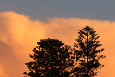 Bulutlu bir gökyüzüne karşı uzun ağaçların taçları. 