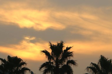 Bulutlu bir gökyüzüne karşı uzun ağaçların taçları. 